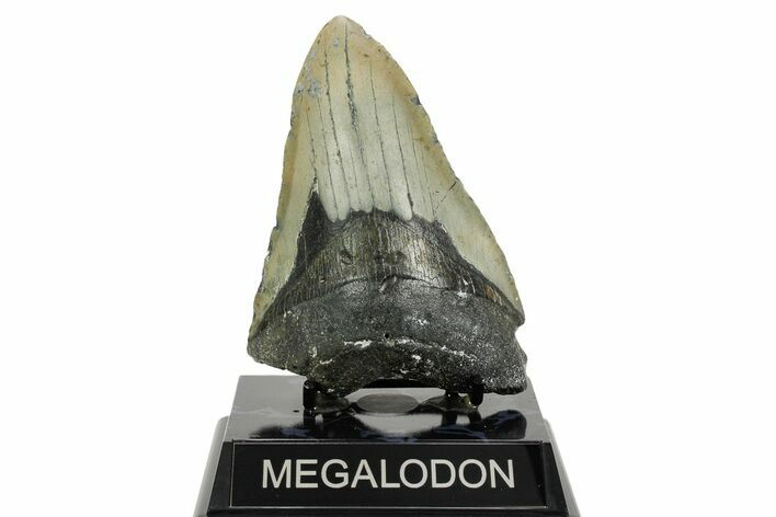 Bargain, Fossil Megalodon Tooth - North Carolina #365985